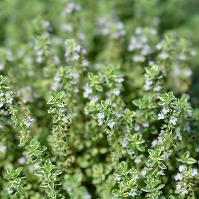 Herb Thymus X Citriodorus - View 15 from www redcrocus com