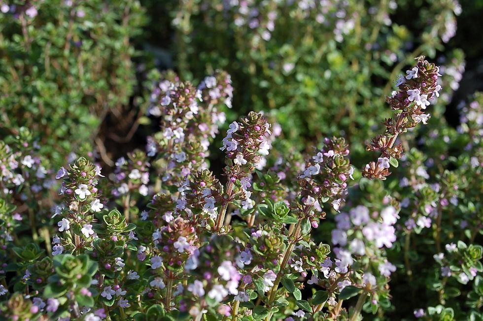 Herb Thymus X Citriodorus - View 16 from www redcrocus com