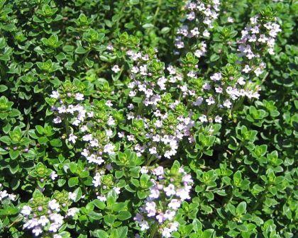 Herb Thymus X Citriodorus - View 17 from www redcrocus com