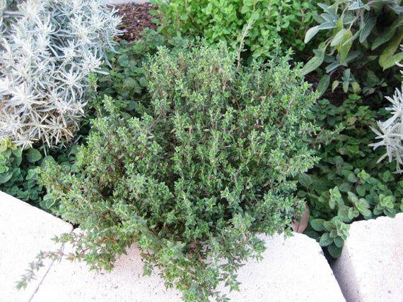 Herb Thymus X Citriodorus - View 18 from www redcrocus com