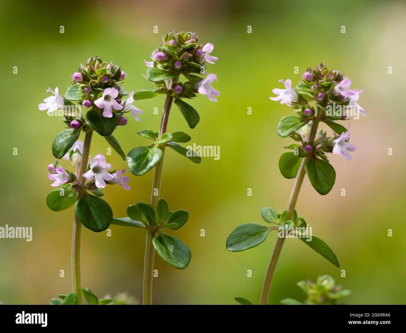 Herb Thymus X Citriodorus - View 1 from www redcrocus com