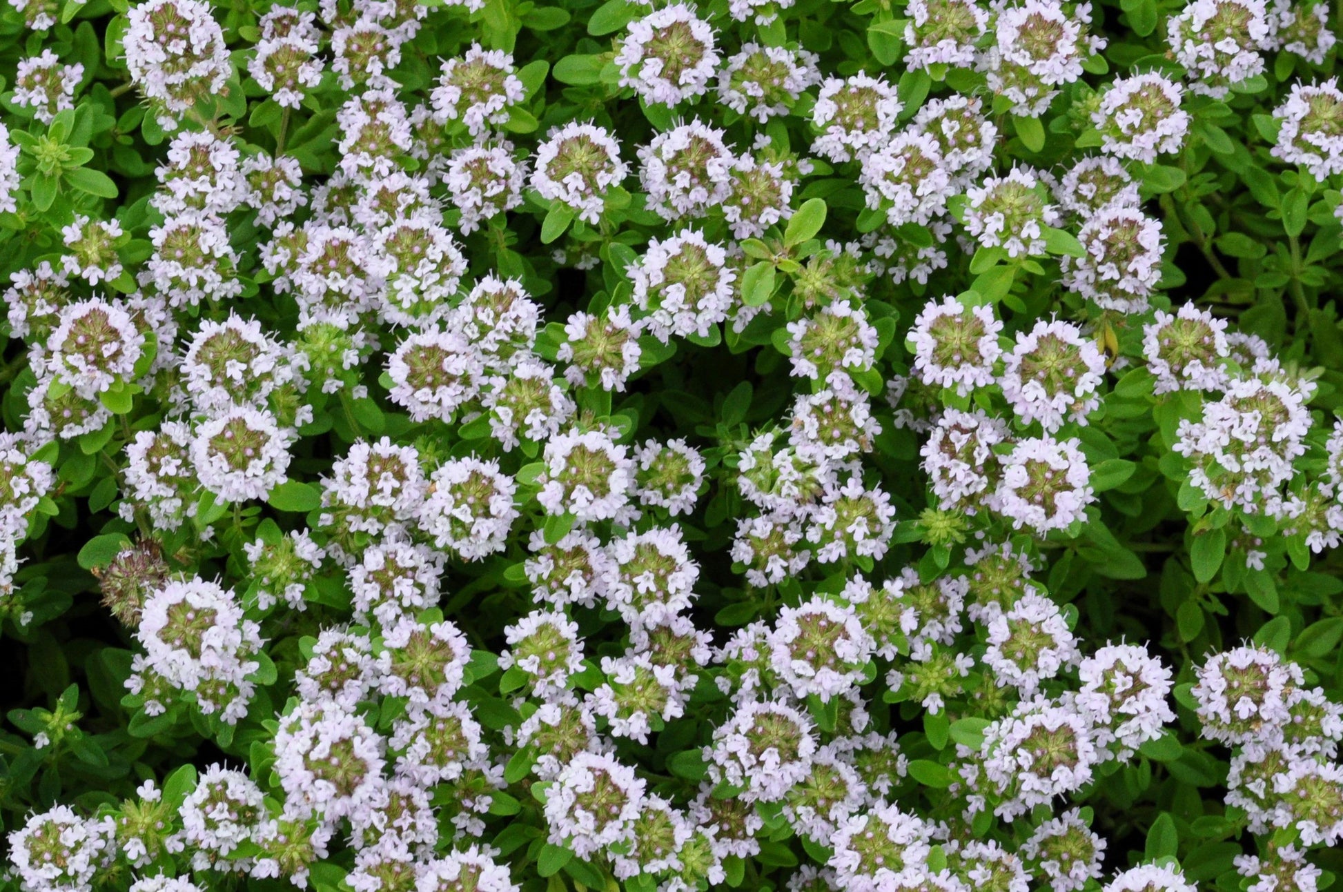 Herb Thymus X Citriodorus - View 4 from www redcrocus com