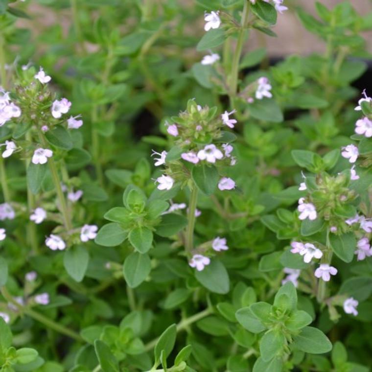 Herb Thymus X Citriodorus - View 5 from www redcrocus com