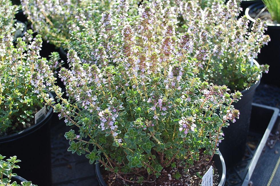 Herb Thymus X Citriodorus - View 6 from www redcrocus com