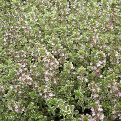 Herb Thymus X Citriodorus - View 7 from www redcrocus com