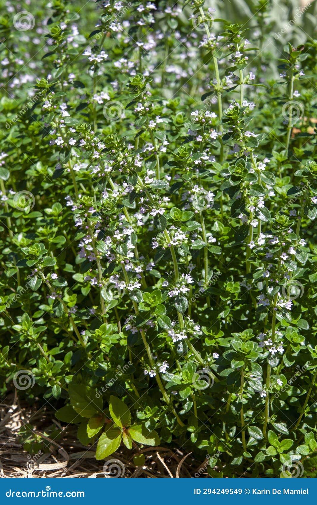 Herb Thymus X Citriodorus - View 9 from www redcrocus com