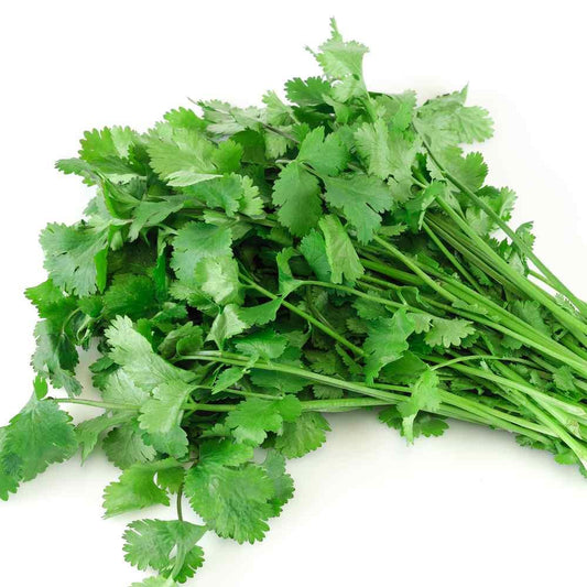 Herb Coriandrum Sativum Santo - View 10 from www redcrocus com