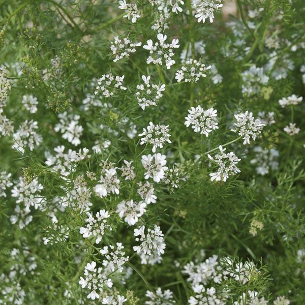 Herb Coriandrum Sativum Santo - View 13 from www redcrocus com