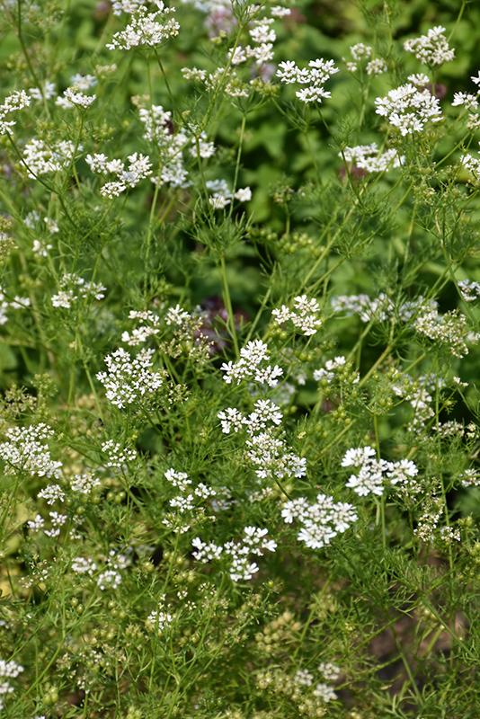 Herb Coriandrum Sativum Santo - View 14 from www redcrocus com