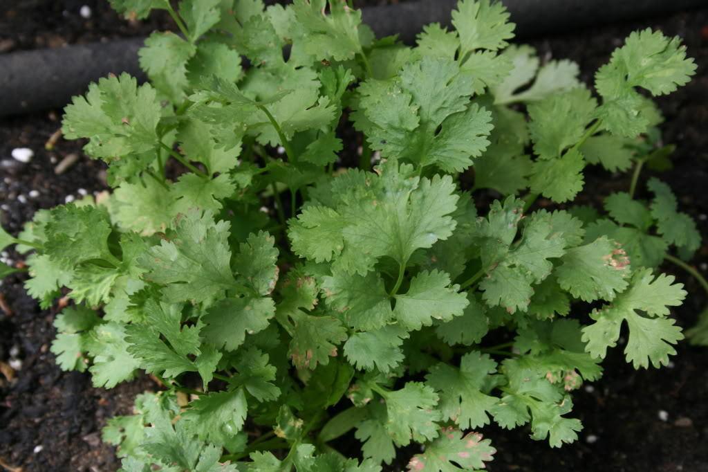 Herb Coriandrum Sativum Santo - View 15 from www redcrocus com