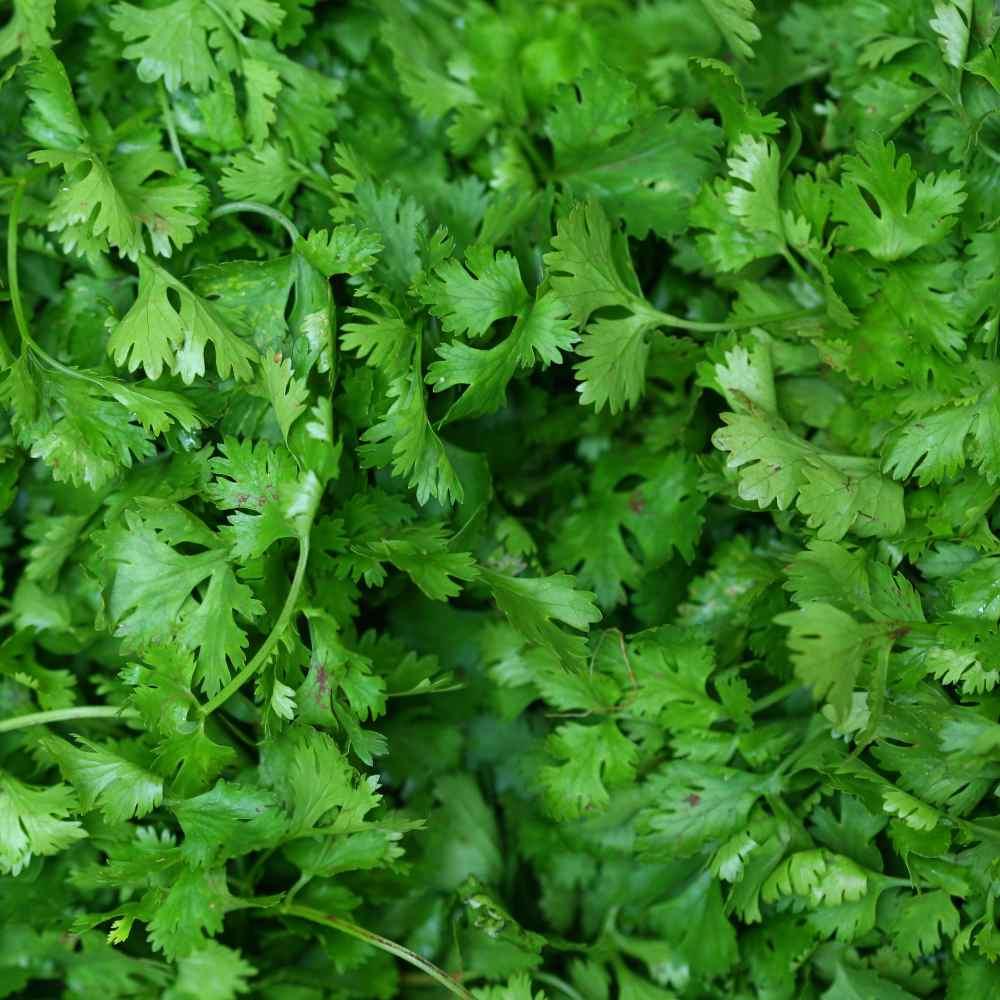 Herb Coriandrum Sativum Santo - View 16 from www redcrocus com