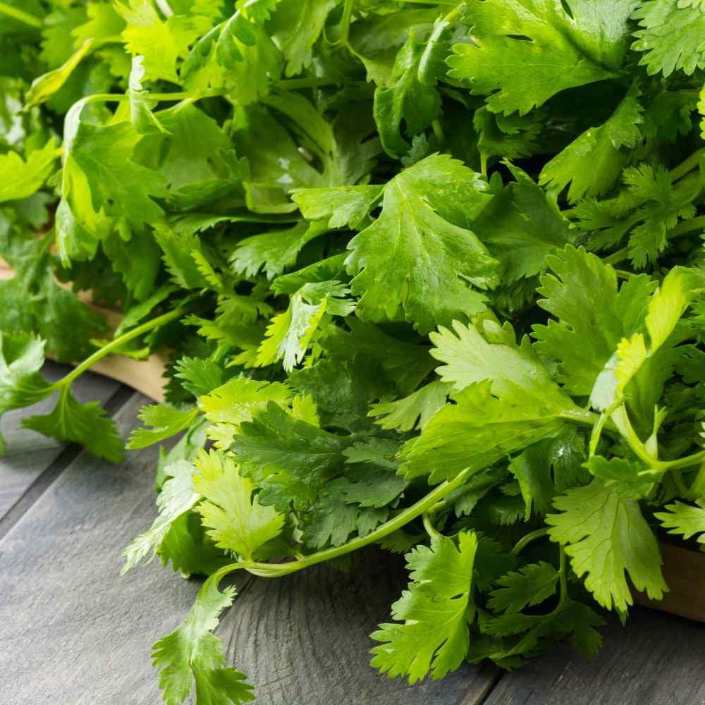 Herb Coriandrum Sativum Santo - View 3 from www redcrocus com