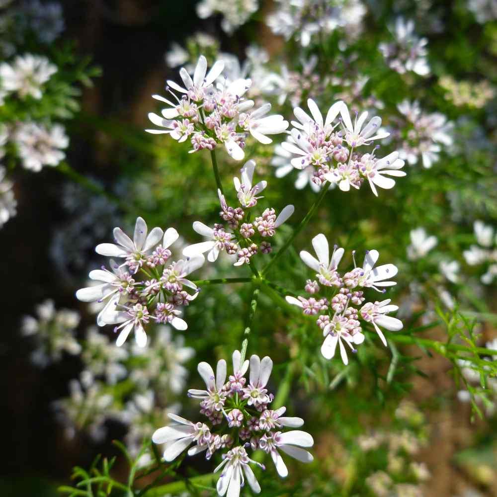 Herb Coriandrum Sativum Santo - View 5 from www redcrocus com