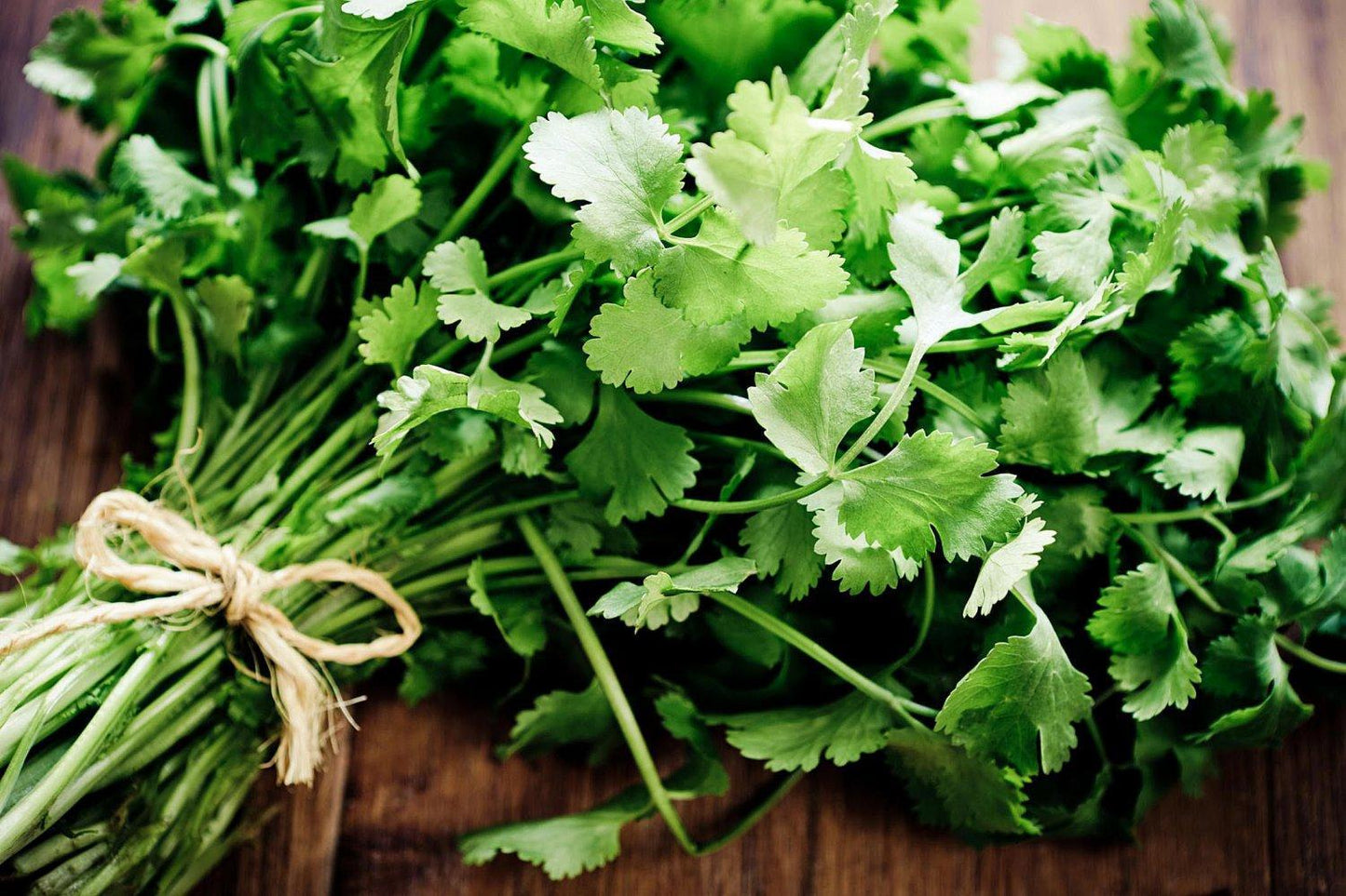 Herb Coriandrum Sativum Santo - View 7 from www redcrocus com