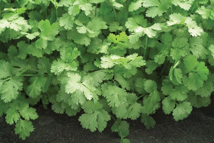 Herb Coriandrum Sativum Santo - View 8 from www redcrocus com