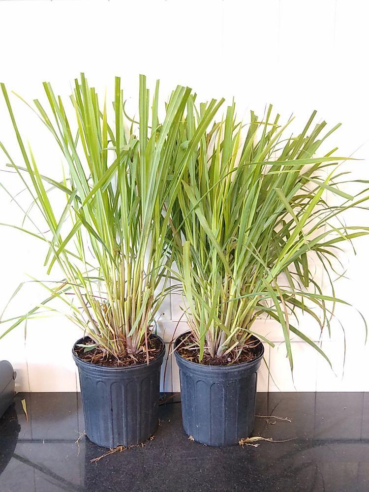 Herb Lemongrass Cymbopogon Citratus - View 11 from www redcrocus com