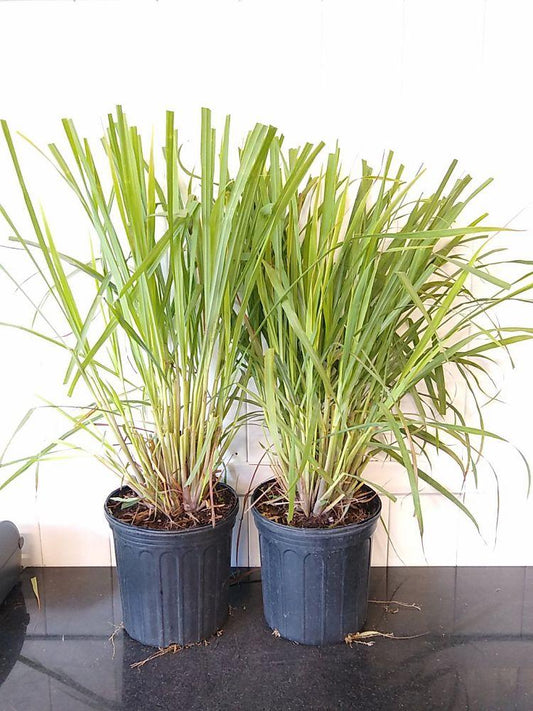 Herb Lemongrass Cymbopogon Citratus - View 11 from www redcrocus com