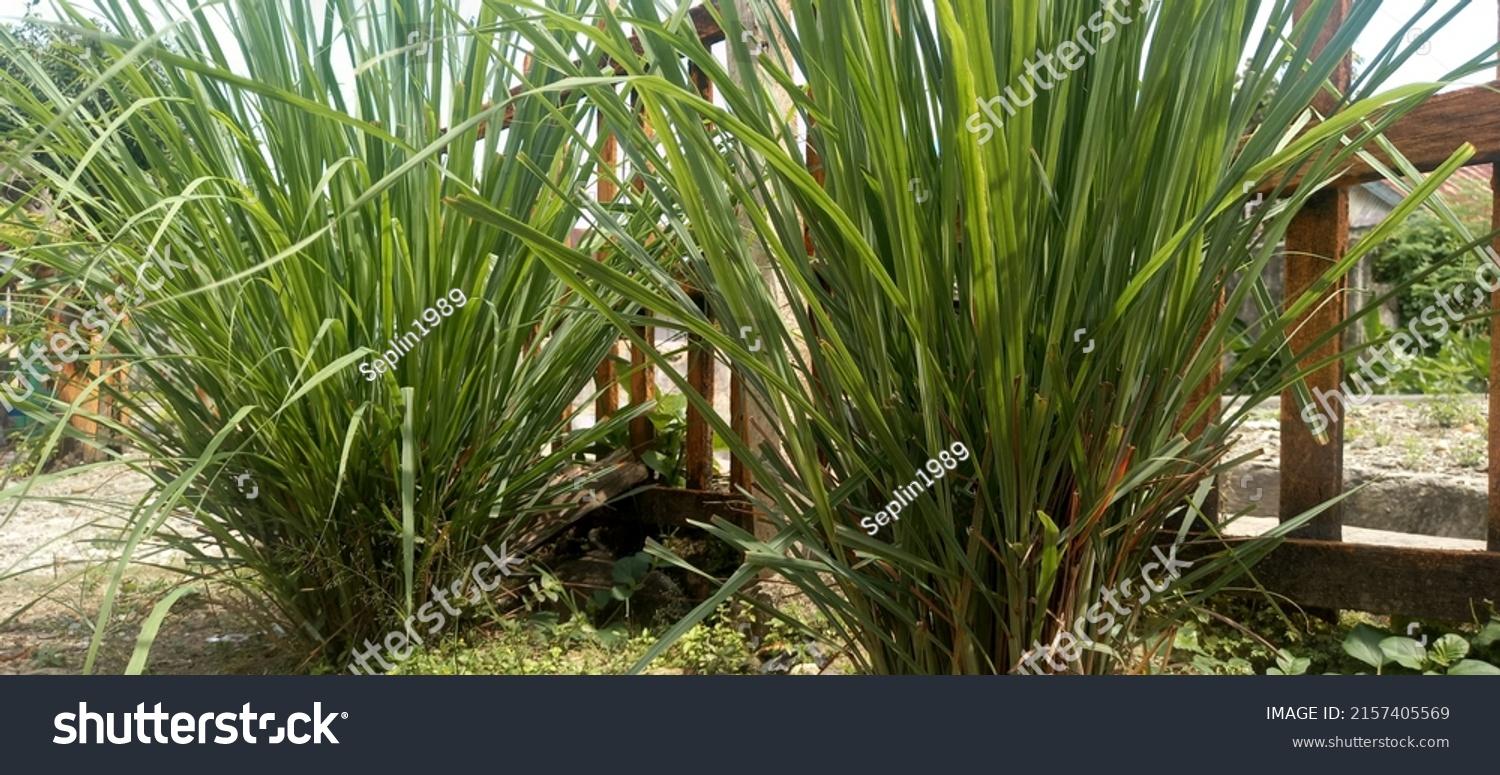 Herb Lemongrass Cymbopogon Citratus - View 12 from www redcrocus com