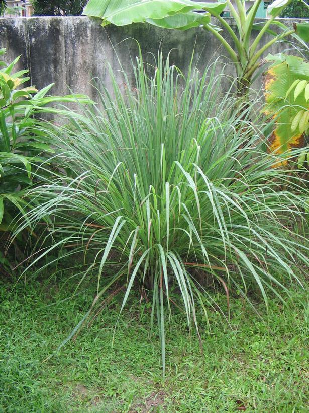 Herb Lemongrass Cymbopogon Citratus - View 13 from www redcrocus com