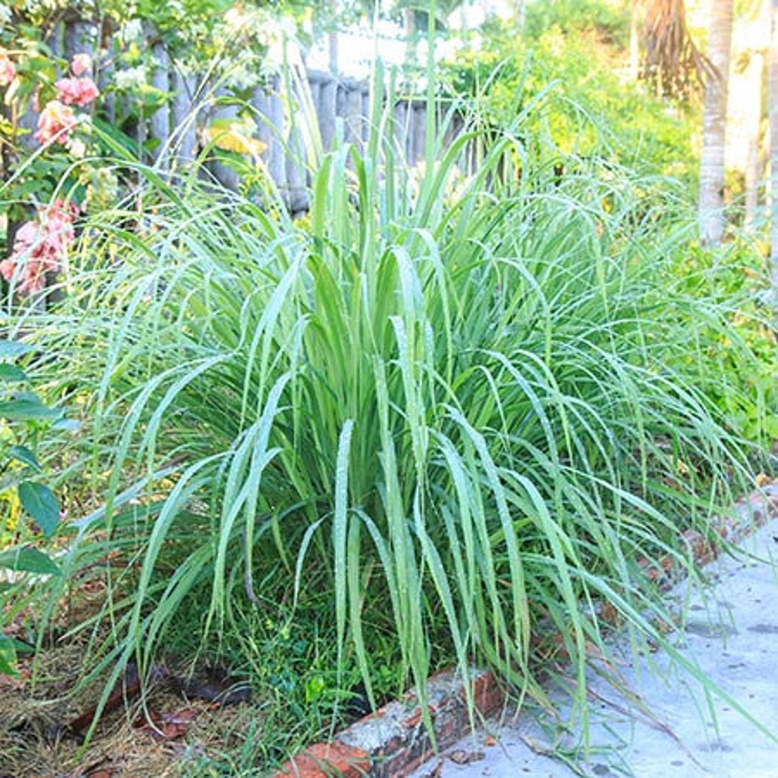 Herb Lemongrass Cymbopogon Citratus - View 14 from www redcrocus com