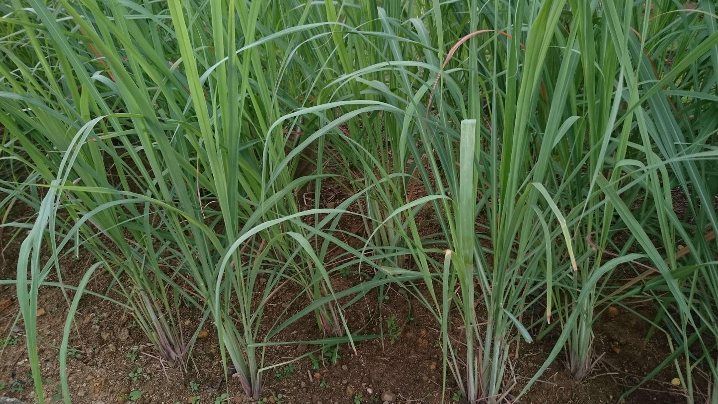 Herb Lemongrass Cymbopogon Citratus - View 17 from www redcrocus com