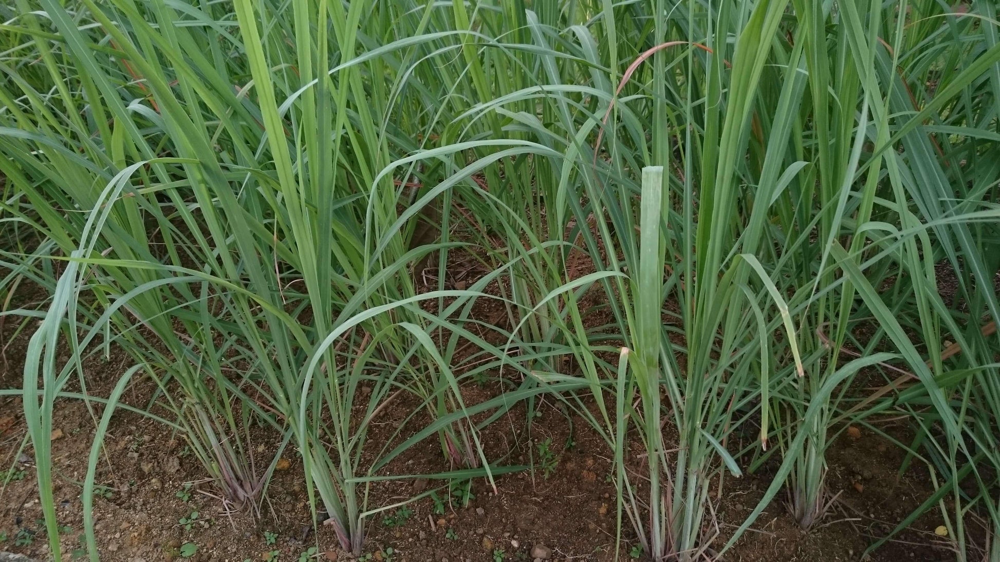 Herb Lemongrass Cymbopogon Citratus - View 17 from www redcrocus com