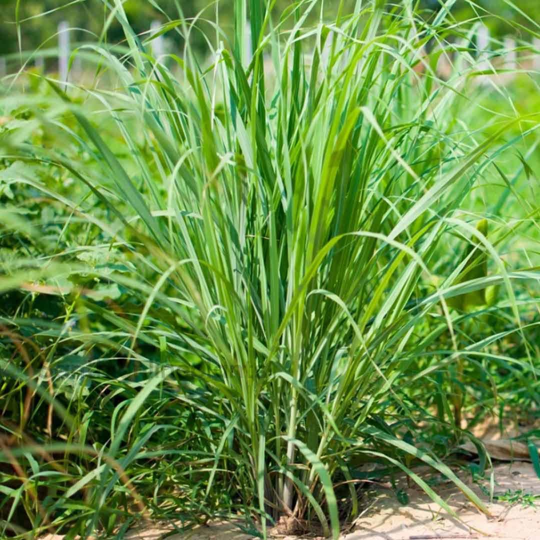 Herb Lemongrass Cymbopogon Citratus - View 1 from www redcrocus com