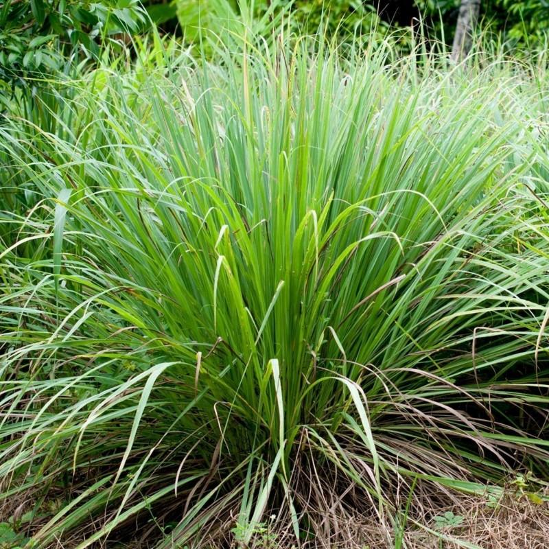 Herb Lemongrass Cymbopogon Citratus - View 2 from www redcrocus com