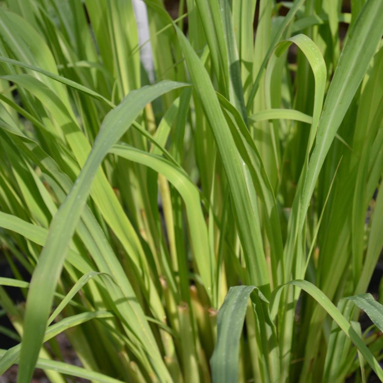 Herb Lemongrass Cymbopogon Citratus - View 3 from www redcrocus com