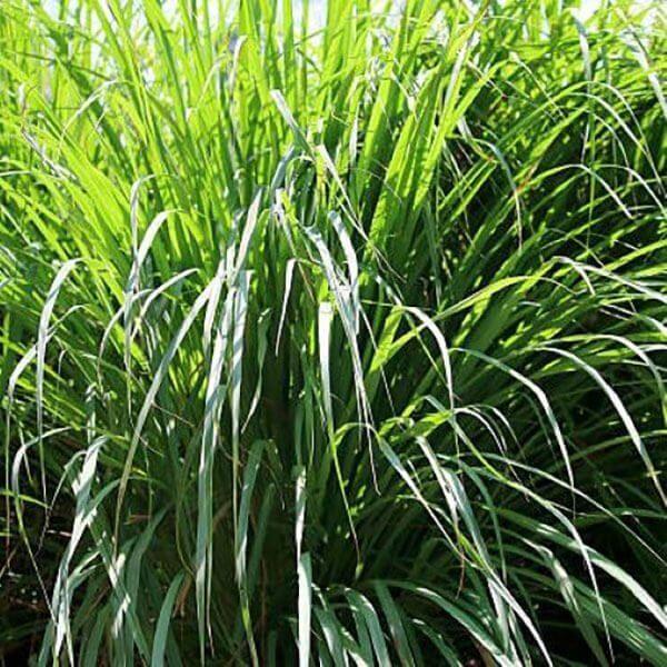 Herb Lemongrass Cymbopogon Citratus - View 4 from www redcrocus com