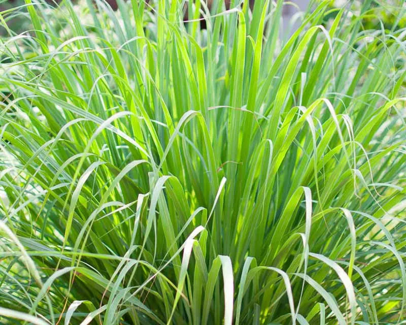 Herb Lemongrass Cymbopogon Citratus - View 5 from www redcrocus com