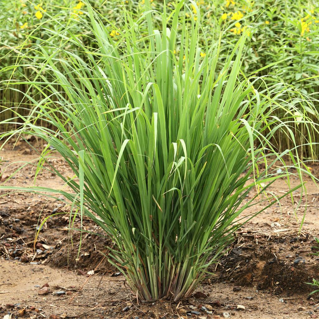 Herb Lemongrass Cymbopogon Citratus - View 6 from www redcrocus com