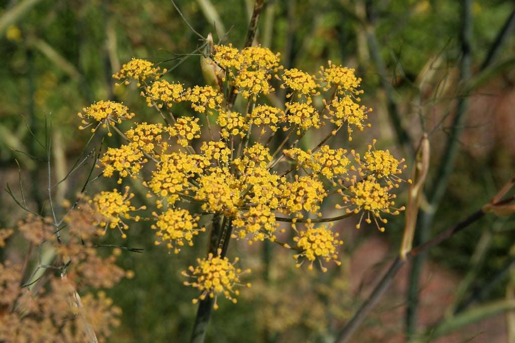 Herb Bronze Fennel Foeniculum Vulgare Purpureum - View 17 from www redcrocus com