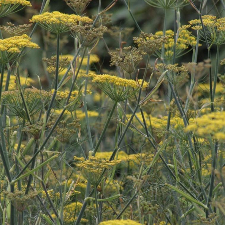 Herb Bronze Fennel Foeniculum Vulgare Purpureum - View 1 from www redcrocus com