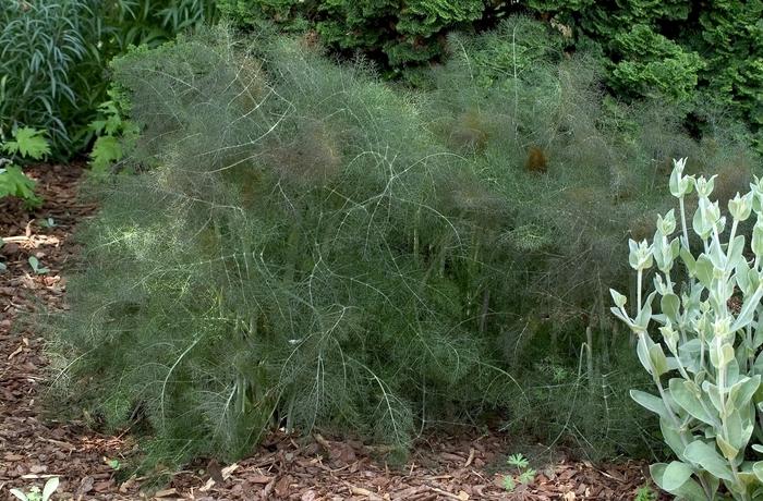 Herb Bronze Fennel Foeniculum Vulgare Purpureum - View 7 from www redcrocus com