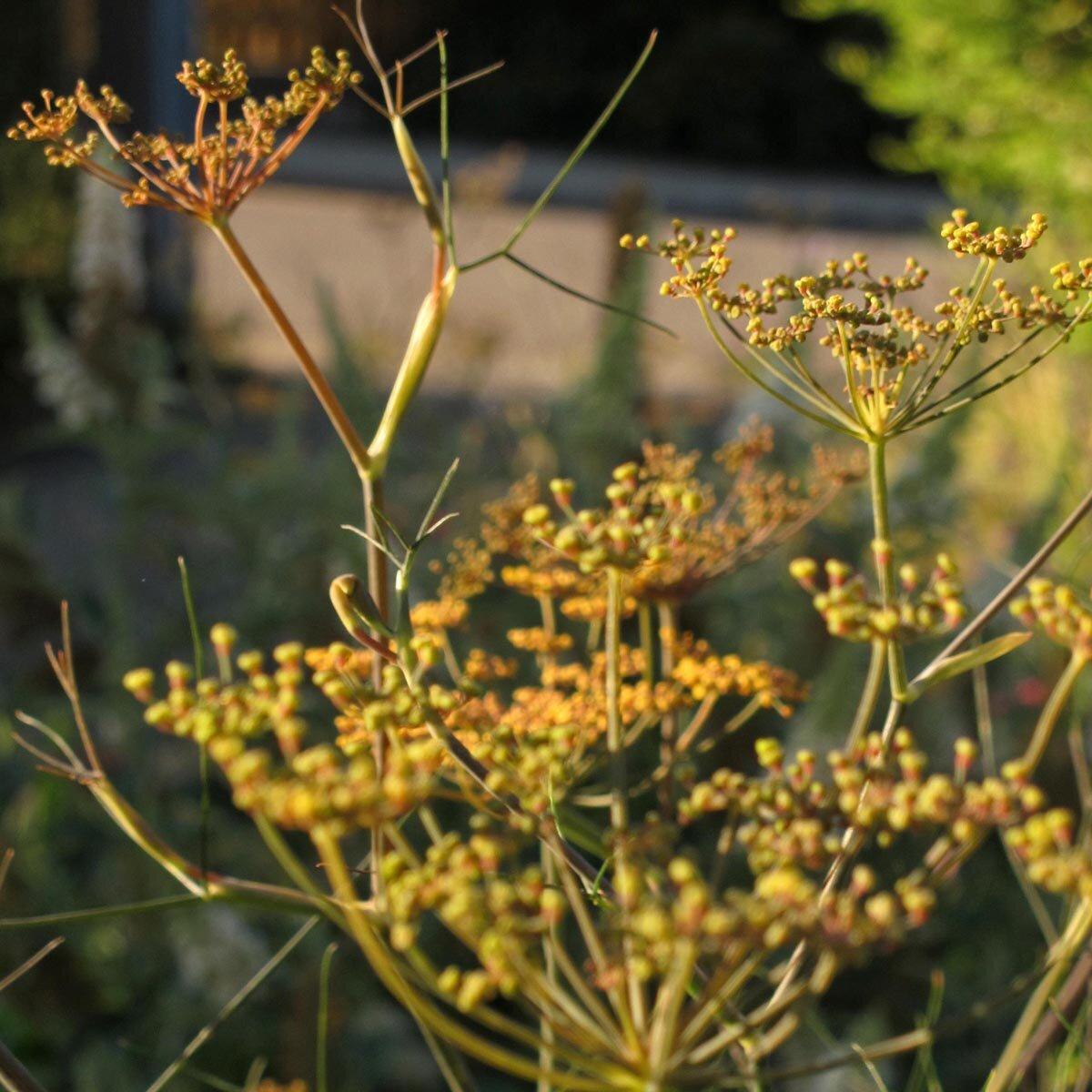 Herb Bronze Fennel Foeniculum Vulgare Purpureum - View 9 from www redcrocus com
