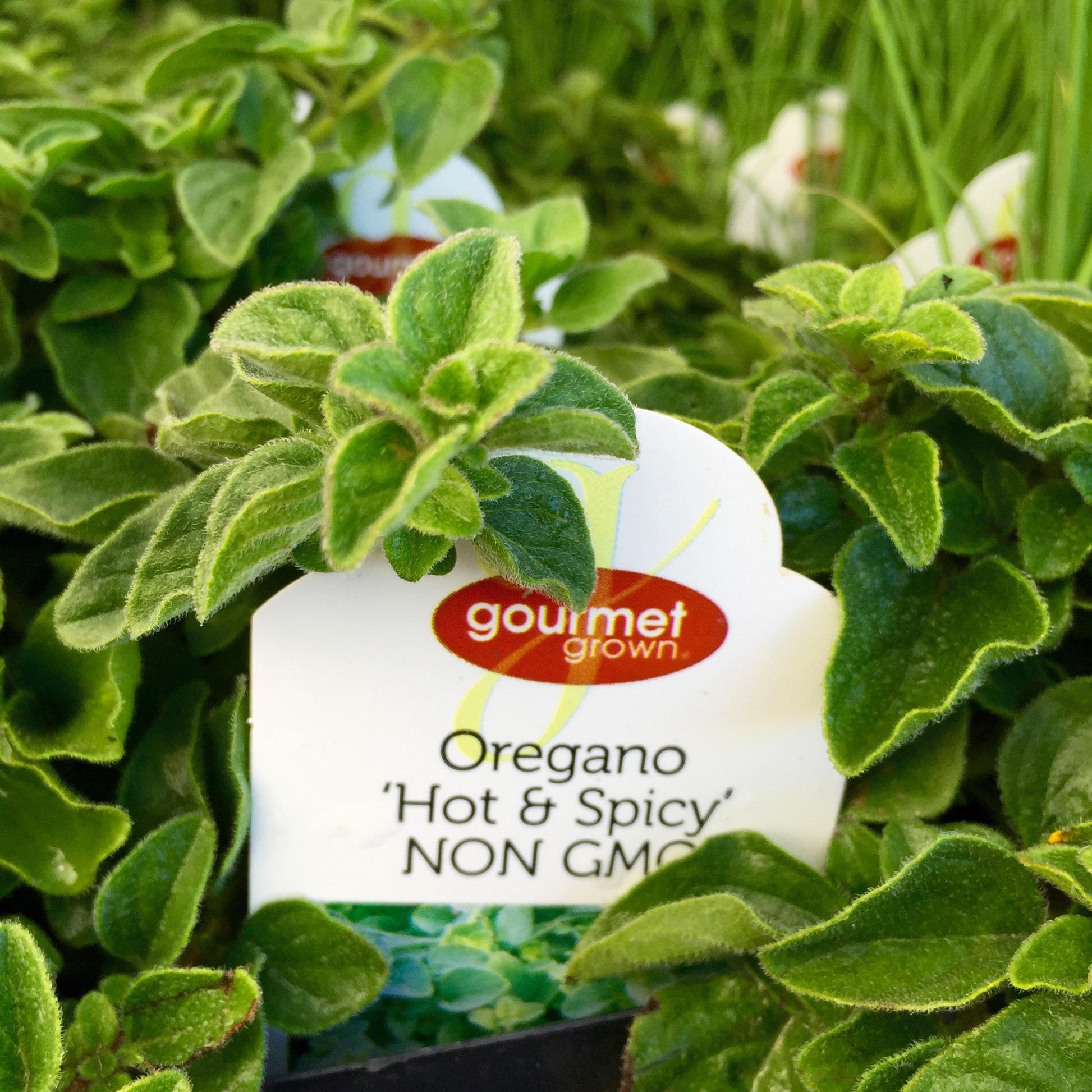 Herb Origanum Vulgare Hot And Spicy Oregano - View 10 from www redcrocus com