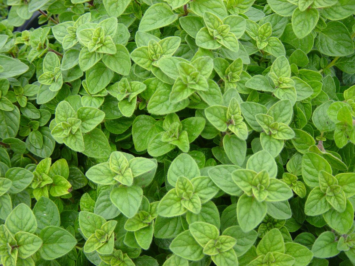 Herb Origanum Vulgare Hot And Spicy Oregano - View 12 from www redcrocus com