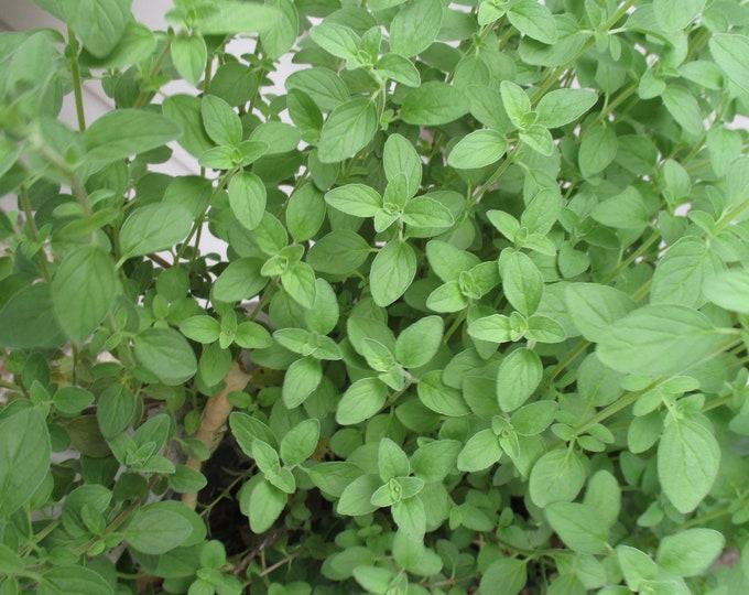 Herb Origanum Vulgare Hot And Spicy Oregano - View 13 from www redcrocus com