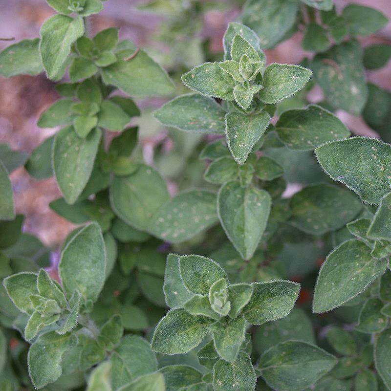 Herb Origanum Vulgare Hot And Spicy Oregano - View 1 from www redcrocus com