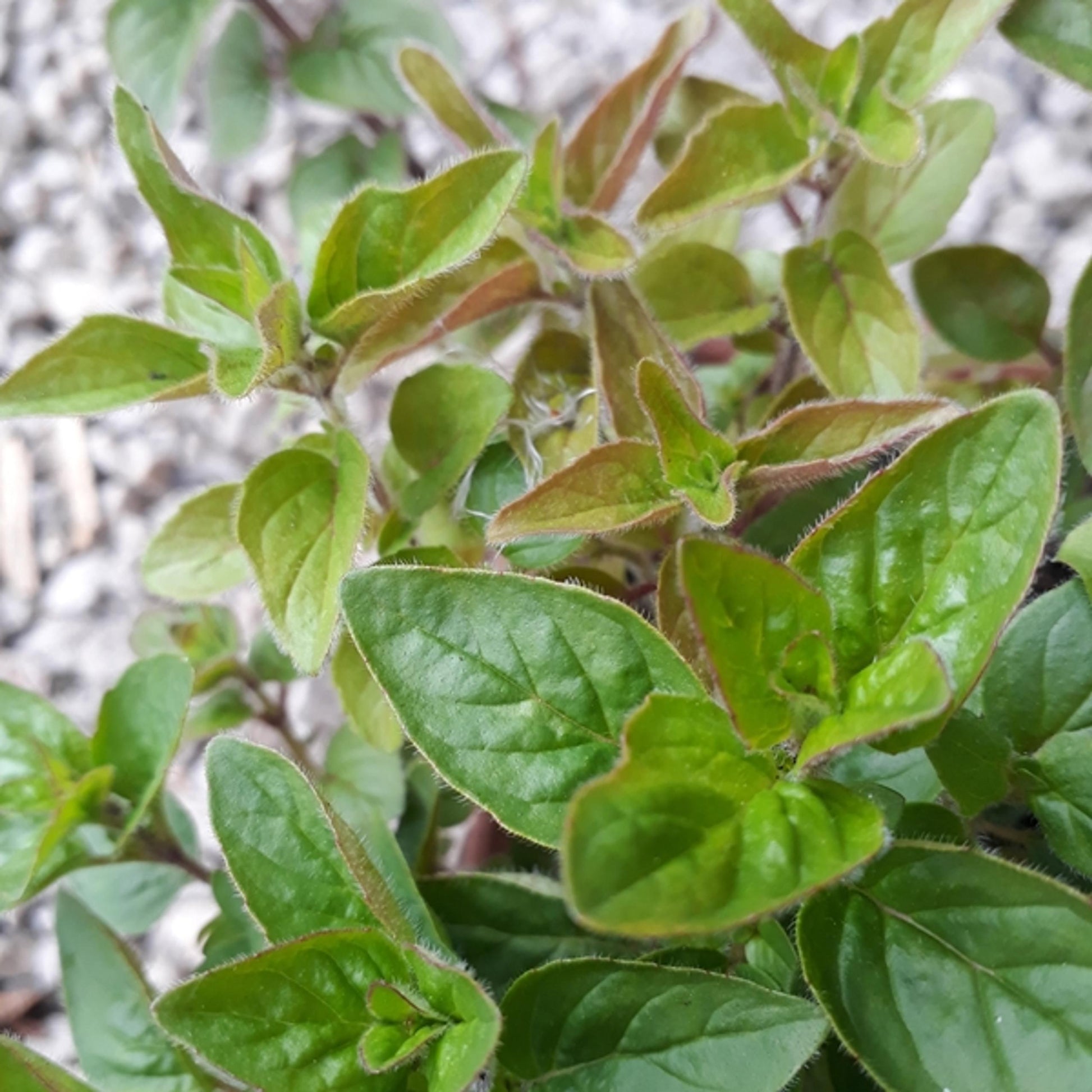 Herb Origanum Vulgare Hot And Spicy Oregano - View 2 from www redcrocus com