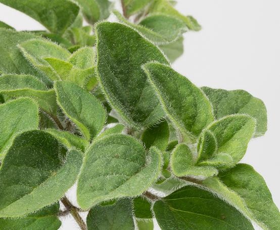 Herb Origanum Vulgare Hot And Spicy Oregano - View 5 from www redcrocus com