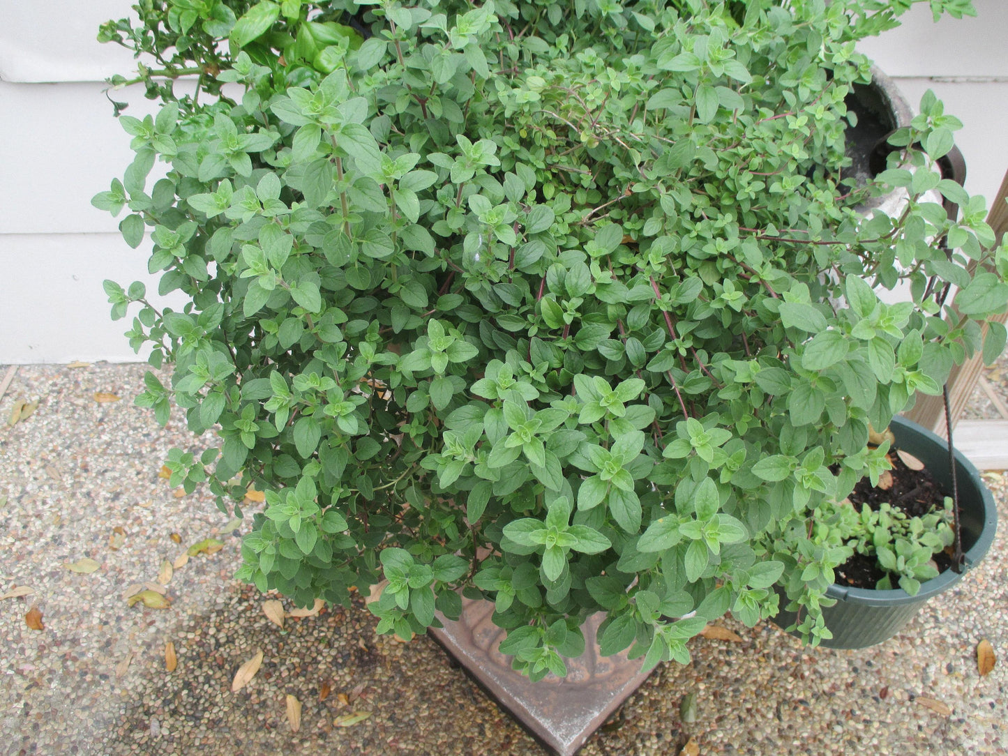 Herb Origanum Vulgare Hot And Spicy Oregano - View 7 from www redcrocus com
