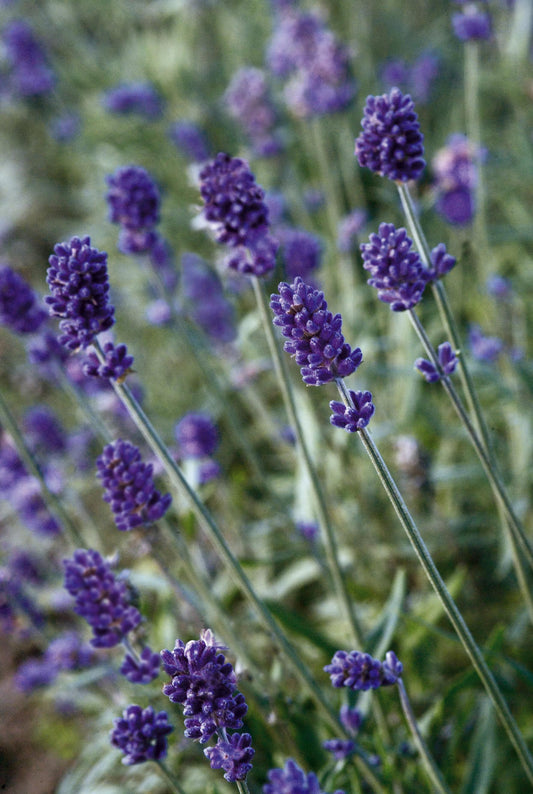 Herb Lavandula Angustifolia Vicenza Blue - View 1 from www redcrocus com