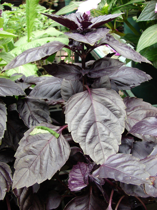 Herb Ocimum Basilicum Red Rubin - View 10 from www redcrocus com