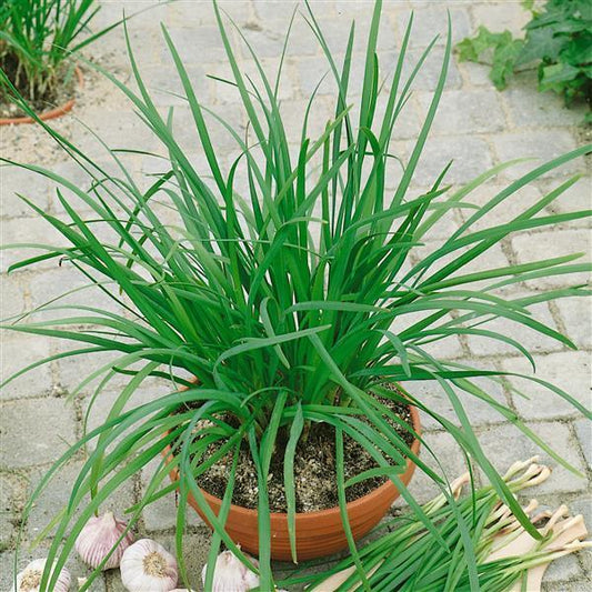 Herb Allium Tuberosum Chives Garlic Geisha - View 10 from www redcrocus com