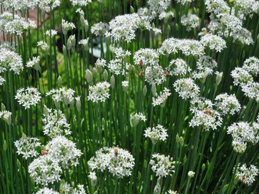 Herb Allium Tuberosum Chives Garlic Geisha - View 11 from www redcrocus com