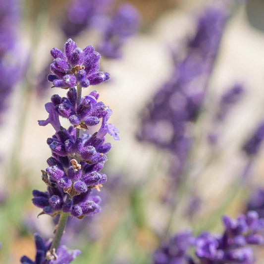 Herb Lavandula Angustifolia Blue Scent - View 1 from www redcrocus com