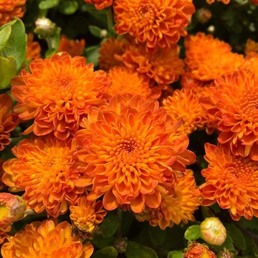 318 Mum, Orange Mika Orange - View 21 from www redcrocus com