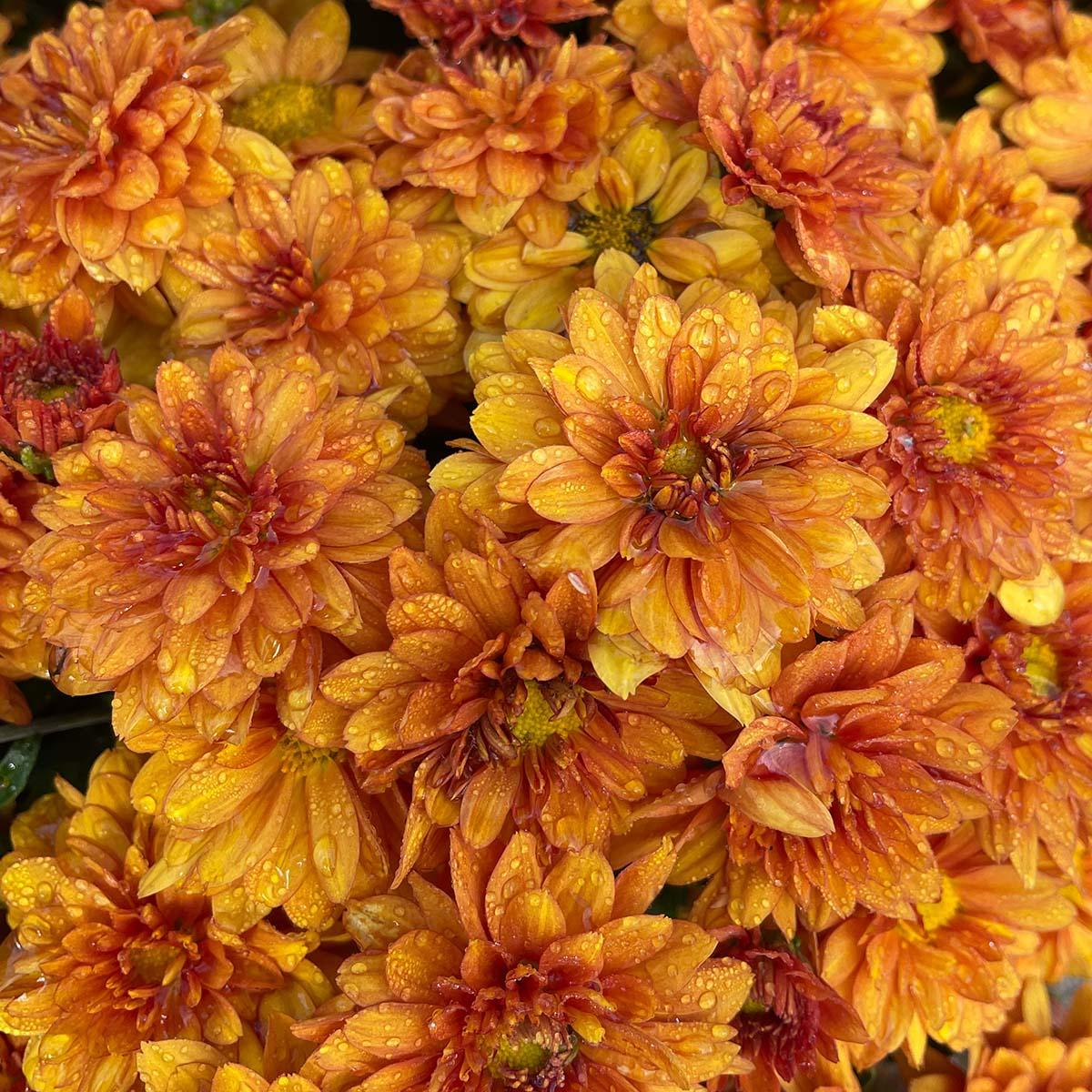318 Mum, Orange Mika Orange - View 3 from www redcrocus com